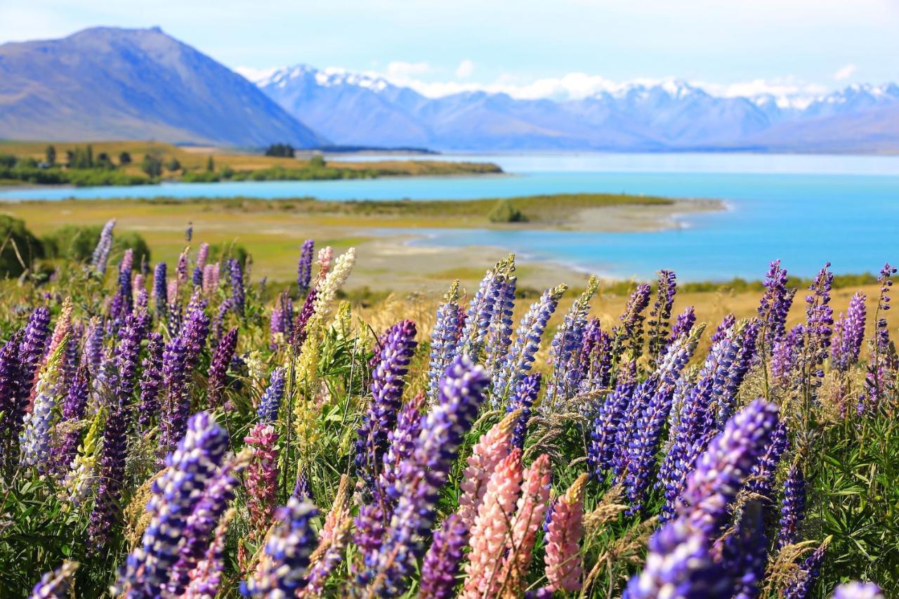 Galaxy Boutique Hotel Lake Tekapo Kültér fotó Lupine flowers at Lake Tekapo